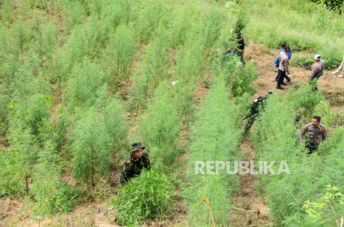 BNN Ubah Ladang Ganja di Aceh Jadi Kebun Kopi, Bagaimana Aroma dan Rasa Kopinya?