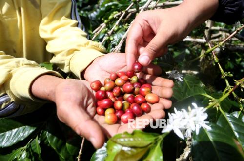 Penjualan Naik 60 Persen, Sakha Coffee Perkuat Ekonomi Kopi Lokal
