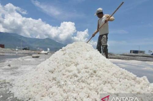 Dari Tambak ke Industri, Bima Pacu Hilirisasi Garam Demi Nilai Tambah Petani