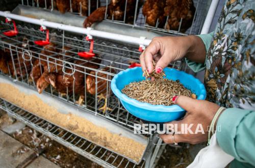 Harga Ayam Jatuh, Asosiasi Peternak Bongkar Akar Penyebabnya