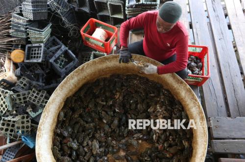 Pembudidaya Kepiting Soka Aceh Terkendala Pasokan Bibit