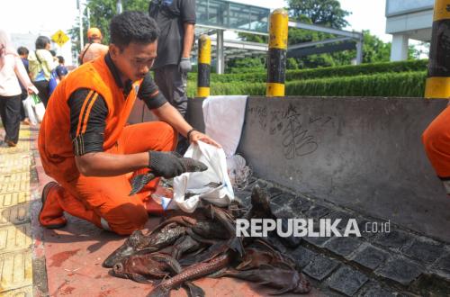 Tepatkah Langkah Pemprov Jakarta Basmi Ikan Sapu-sapu? Begini Kata Pakar