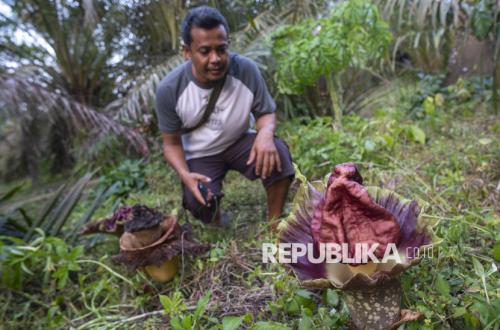 Mekar di Pekarangan Warga, Bunga Bangkai Kembali Ditemukan di Desa Jambi Tulo