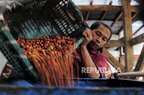 Curah Hujan Tinggi Tekan Produksi, PTPN IV PalmCo Jaga Kinerja Kopi Tetap Positif