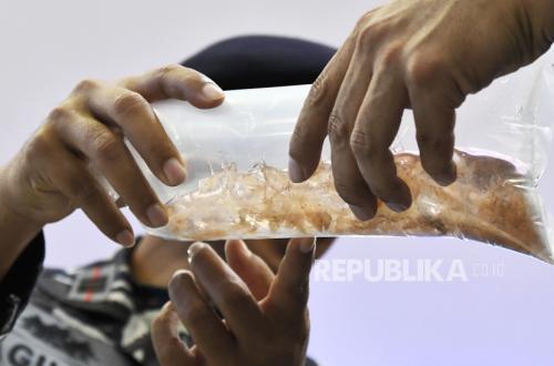 Polisi Bongkar Jual Beli Benih Lobster Ilegal di Pangandaran, Omzet Miliaran Rupiah