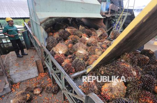 Cuan Lagi, Harga Minyak Kelapa Sawit Naik