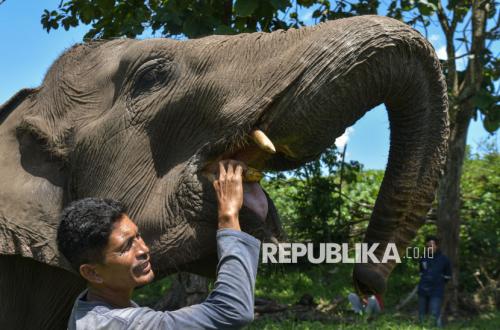 Pemerintah Selamatkan Gajah Sumatera dan Kalimantan, Habitat Tersisa Tinggal 21 Kantong