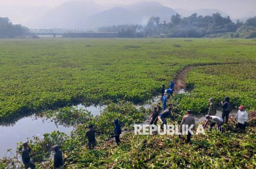 Hamparan Eceng Gondok yang Menutupi Waduk Saguling Mulai Dibersihkan