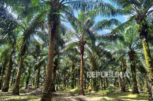 Virgin Palm Oil Jadi Pangan Fungsional, Peran Ahli Gizi Ditekankan