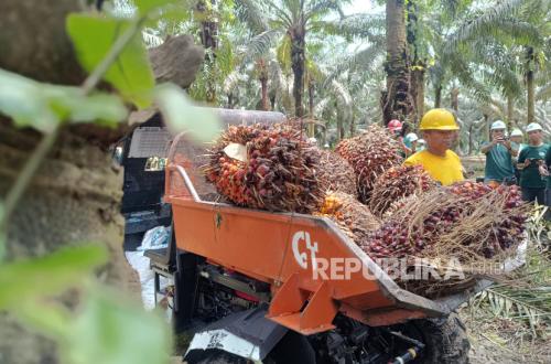Industri Sawit Beri Dampak Ekonomi Hijau dan Lapangan Kerja
