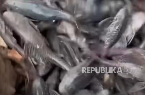 Sedang Konsolidasi, Pemprov DKI Bakal Sikat Habis Ikan Sapu-Sapu