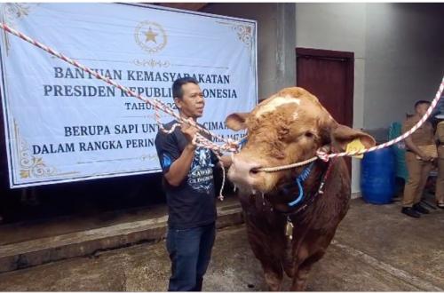 Presiden Salurkan 1.098 Sapi Kurban ke 552 Daerah dan Pesantren