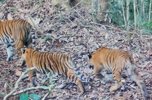 Harapan Baru Konservasi, Dua Anak Harimau Sumatra Bertahan Hidup di Alam Liar