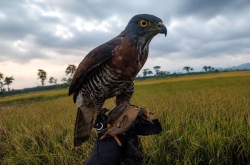 Kejar Lovebird, Elang Alap Jambul Dilindungi Tabrak Kaca Rumah Warga di Gresik