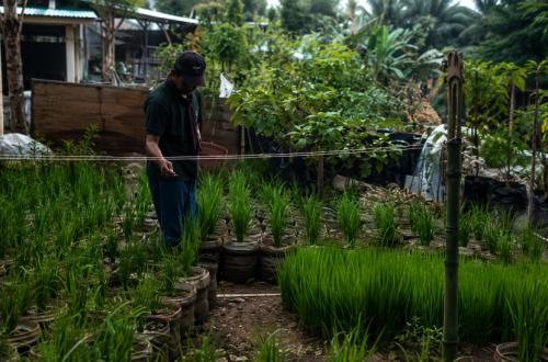 Jaksel Tanam Padi di 1.200 Galon Bekas, Lahan Sempit Disulap Jadi Sawah