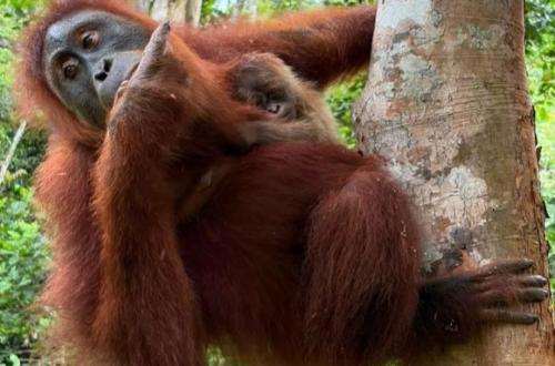 Orang Utan Wenda Lahirkan Anak Betina Setelah 12 Tahun Dilepasliarkan