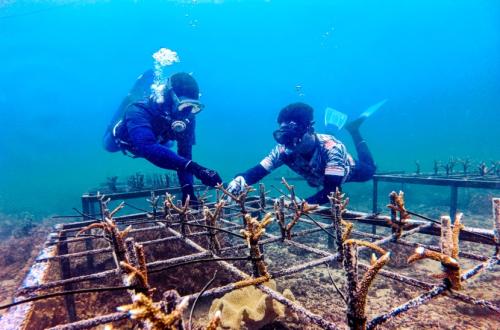 Pupuk Kaltim Wakili Indonesia di ICRS 2026, Angkat Restorasi Terumbu Karang Bontang