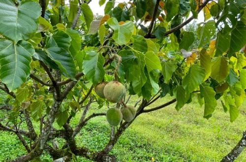 Kemiri Sunan: Sumber Biodiesel yang Menghijaukan Lahan Terdegradasi dan Menjaga Biodiversitas