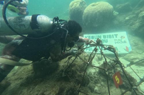 PLN Pulihkan Ekosistem Pulau Sabira, Mangrove dan Terumbu Karang Direstorasi