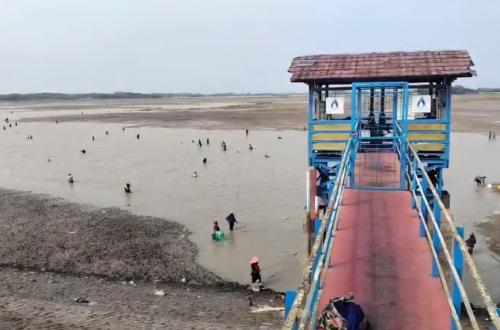 Bendungan Cipancuh Surut Akibat Kemarau, Warga Ramai-Ramai Panen Ikan