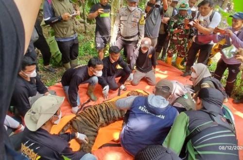 Harimau Masuk Permukiman dan Mangsa Ternak, Kemenhut Lakukan Evakuasi