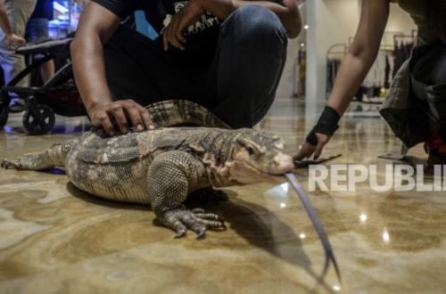 8 Biawak Disembunyikan di Koper, WNA Korea Selatan Ditangkap di Bandara