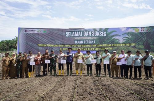 Palm oil smallholders in Asahan get support to replant while growing rice for income