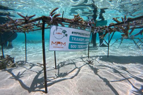 MPMX Pulihkan Terumbu Karang di Kawasan Labuan Bajo
