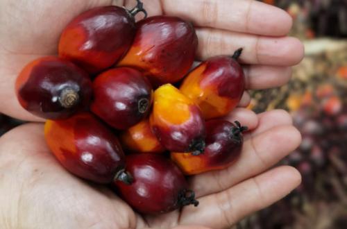 Indonesia's palm oil exports grew 5.49 percent