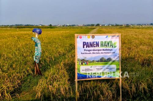 Lahan Pesisir Batang Kembali Produktif Lewat Budidaya Padi Biosalin