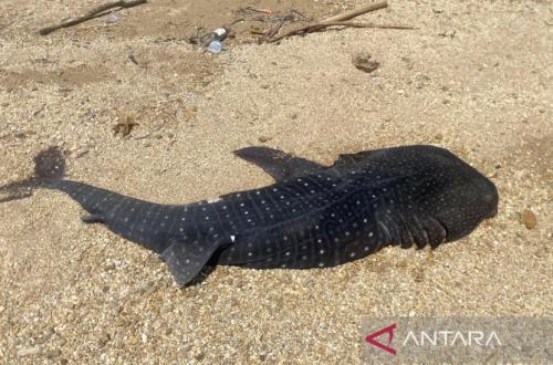 Anak Hiu Paus Mati Terdampar di Pantai Kendari