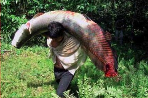 Susi: Ikan Arapaima Berbahaya Jika Dilepas ke Sungai ...