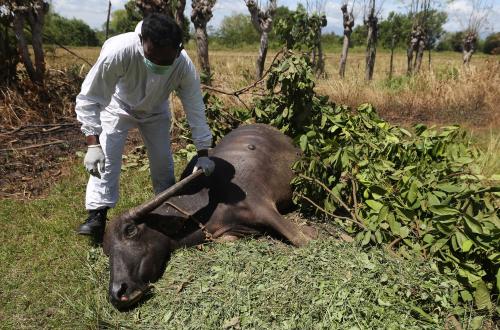 Alquran Haramkan Konsumsi Bangkai, Ini Penjelasannya