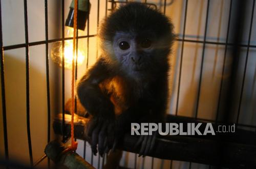 Warga Bondowoso Sukarela Serahkan Lutung Jawa ke Kemenhut