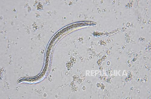 Bangkit dari Mati 24 Ribu Tahun, Ilmuwan Hidupkan Makhluk Purba yang Terkubur di Es Siberia