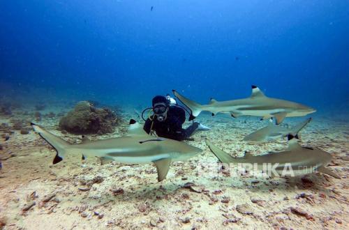 Menatap Eksotisme Wajah Morotai Lewat Daloha Beach & Dive Resort