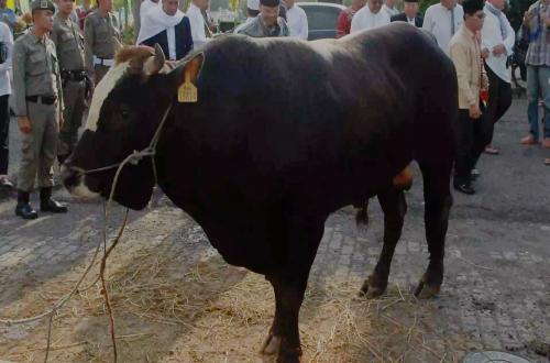 Bagaimana Persentase Pembagian Daging Qurban Menurut Alquran?