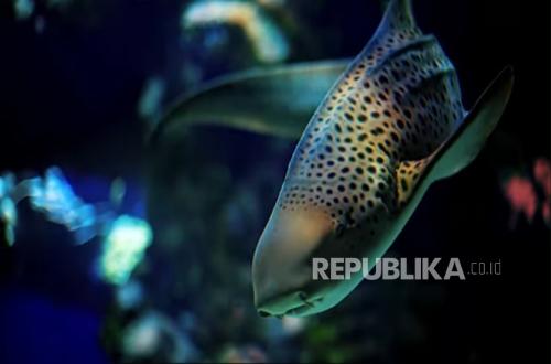 Pulang ke Rumah: Kisah Hiu Zebra yang Nyaris Hilang dari Raja Ampat