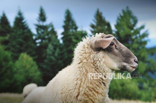 Syarat, Kriteria Dan Ketentuan Hewan Kurban