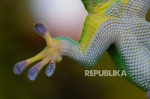 Dabbah, Hewan Melata yang akan Datangi Manusia Jelang Kiamat