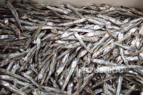 Mengonsumsi Ikan Beserta Kotorannya, Halalkah?