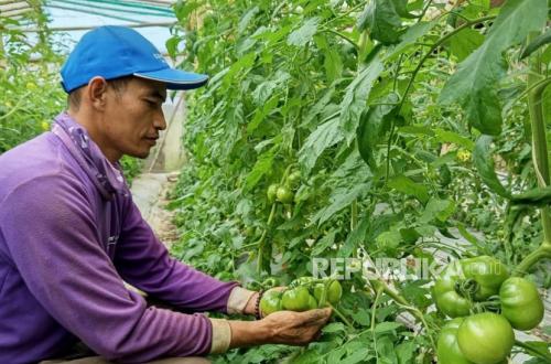 Petani Sayuran Siap Jaga Pasokan Selama Puasa dan Lebaran