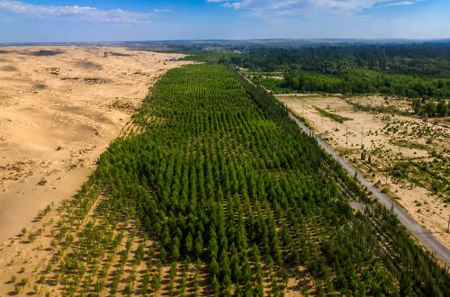 Rahasia Hutan Buatan China Menghijau 66 Persen Lebih Cepat