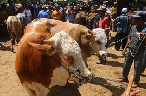 11.727 Hewan Kurban di Cirebon Lolos Tes Kesehatan untuk Idul Adha