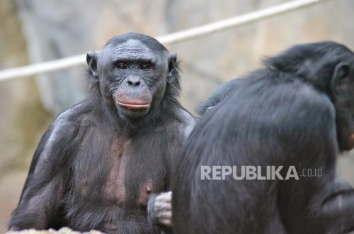 Kisah Yahudi Diazab Menjadi Kera