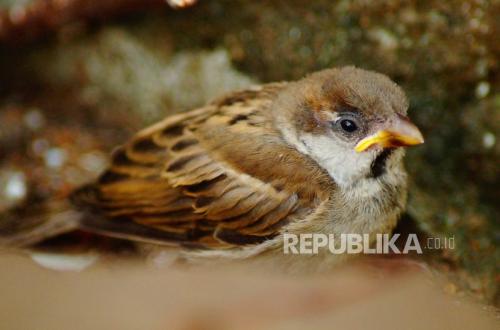 Kisah Ibrahim bin Adham dan Burung yang Sakit