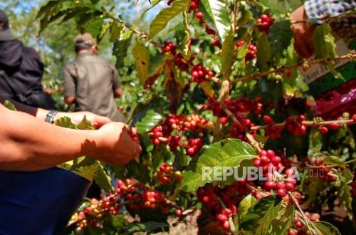 Java Coffee Tembus Pasar Eropa | Republika Online
