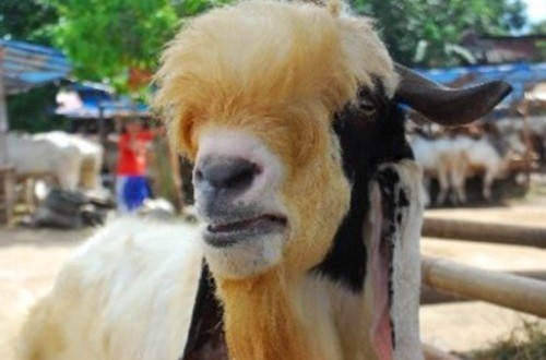 Kurban Satu Kambing Secara Patungan, Bolehkah?