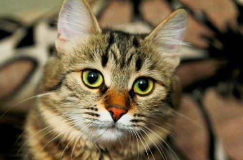 Polisi Kantongi Identitas Pria Penendang Kucing Hingga Tewas yang Videonya Viral