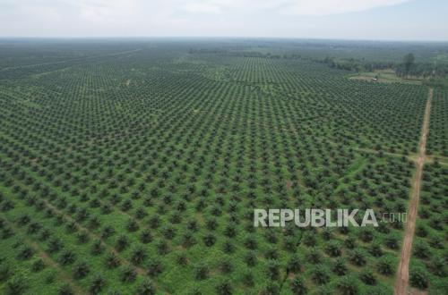 PTPN I Segera Ubah Struktur Bisnis